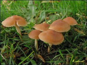 Špička obecná - Marasmius oreades (Bolton) Fr. 1836