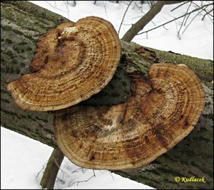 Síťkovec načervenalý - Daedaleopsis confragosa