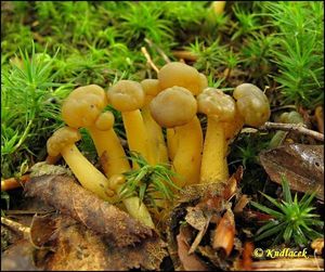 Patyčka rosolovitá - Leotia lubrica (Scop.) Pers.