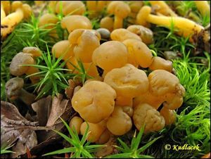 Patyčka rosolovitá - Leotia lubrica (Scop.) Pers.