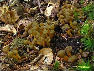 Patyčka rosolovitá - Leotia lubrica (Scop.) Pers.