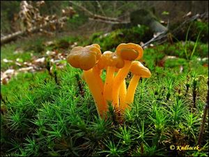 Patyčka rosolovitá - Leotia lubrica (Scop.) Pers.