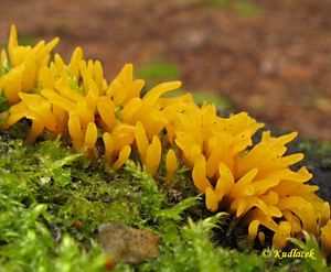 Krásnorůžek rohovitý - Calocera cornea (Batsch) Fr. 1827