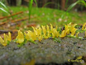 Krásnorůžek rohovitý - Calocera cornea