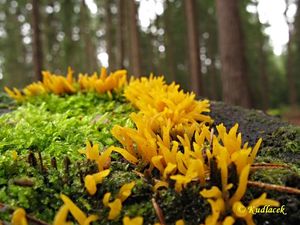 Krásnorůžek rohovitý - Calocera cornea