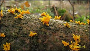 Krásnorůžek rohovitý - Calocera cornea