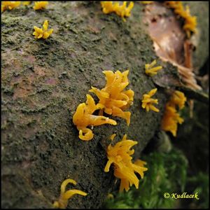 Krásnorůžek rohovitý - Calocera cornea