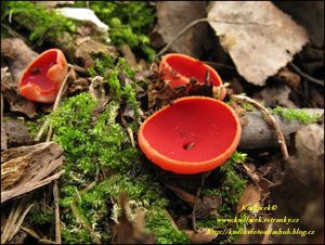 Klikni pro velký obrázek