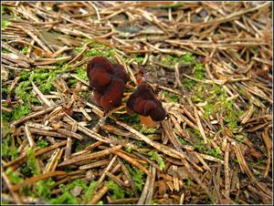 Klikni pro velký obrázek