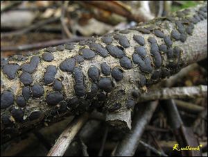 Korovitka vakovitá - Diatrype bullata ( Hoffm.) Fr.