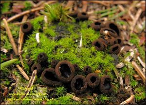 Ušíčko černé - Pseudoplectania nigrella ( Pers.) Fuckel