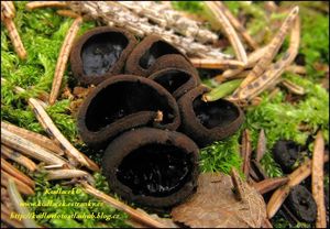 Ušíčko černé - Pseudoplectania nigrella ( Pers.) Fuckel