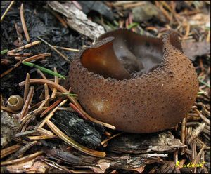 Řasnatka hladkoplodá - Plicaria endocarpoides (Berk.) Rifai