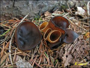 Řasnatka hladkoplodá - Plicaria endocarpoides (Berk.) Rifai