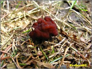 Klikni pro velký obrázek