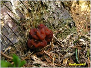 Klikni pro velký obrázek