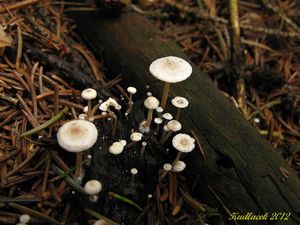 Klikni pro velký obrázek