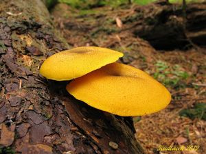 Klikni pro velký obrázek