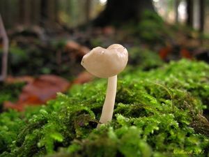 Klikni pro velký obrázek