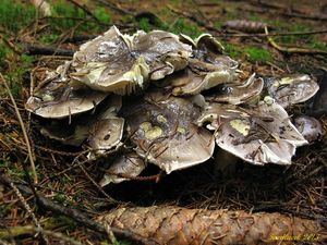 Klikni pro velký obrázek