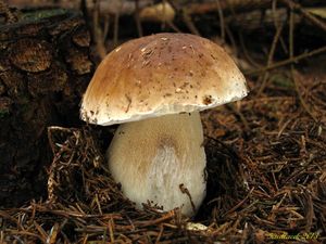 Klikni pro velký obrázek