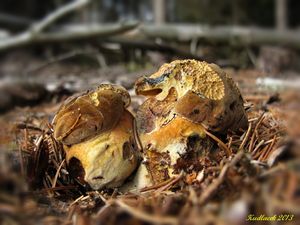 Klikni pro velký obrázek