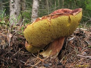 Klikni pro velký obrázek