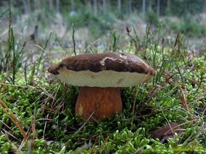 Klikni pro velký obrázek