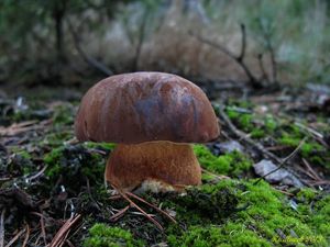 Klikni pro velký obrázek