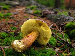 Klikni pro velký obrázek