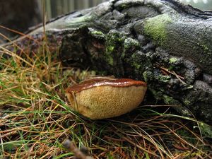 Klikni pro velký obrázek