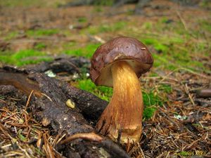 Klikni pro velký obrázek