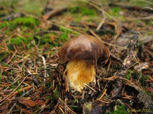 Klikni pro velký obrázek