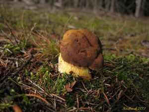 Klikni pro velký obrázek