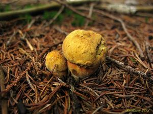 Klikni pro velký obrázek