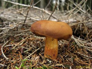 Klikni pro velký obrázek