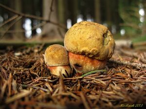 Klikni pro velký obrázek