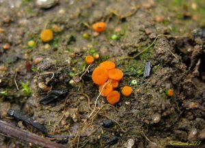 Klikni pro velký obrázek