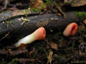 Klikni pro velký obrázek