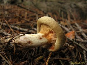 Klikni pro velký obrázek