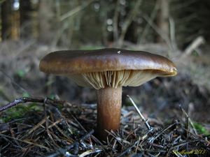 Klikni pro velký obrázek