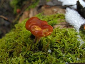 Klikni pro velký obrázek