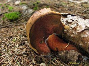 Klikni pro velký obrázek