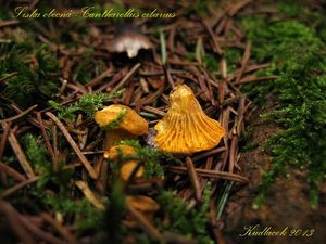 Klikni pro velký obrázek