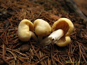 Klikni pro velký obrázek