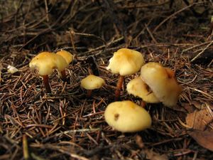 Klikni pro velký obrázek