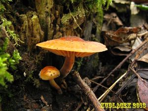 Klikni pro velký obrázek