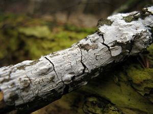 Kornatec bezový - Hyphoderma sambuci (Pers.) P.Karst.