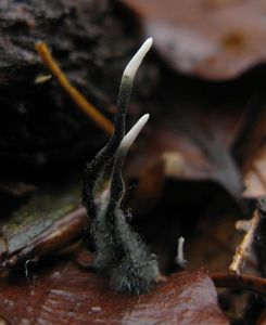 Dřevnatka číškomilná - Xylaria carpophila ( Pers. ) Fr.