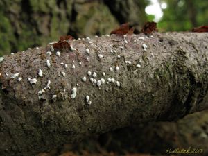 Zelenatka obecná - Trichoderma viride